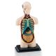 Raio X Anatomia - Corpo Humano - Tronco