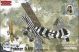 Fokker D.VII (early) - 1/48